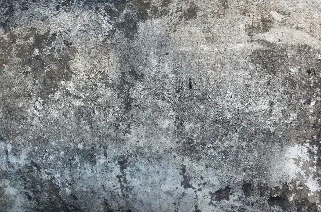 Does Mold Grow on Concrete?