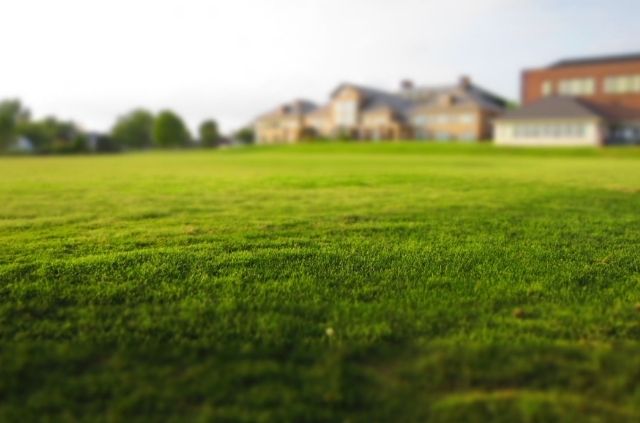 Can Bermuda Grass Grow in the Shade?