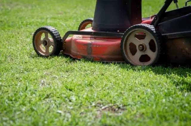 Should I Bag My Grass Clippings if I Have Weeds?