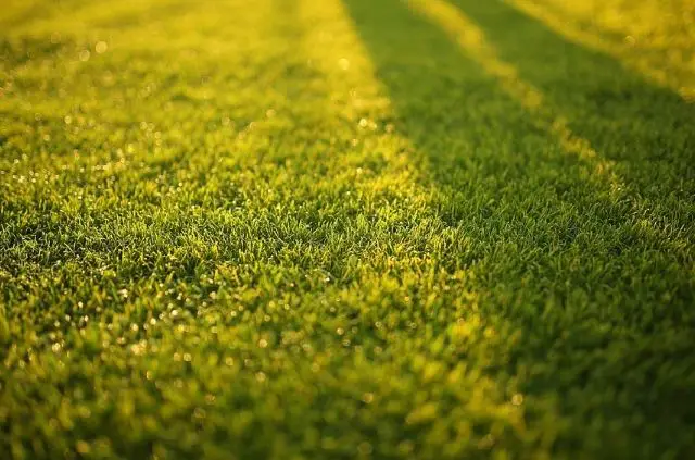 Why Does Bermuda Grass Turn Yellow & Brown?