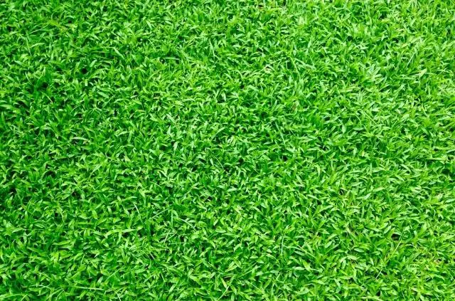 Do You Need to Water Artificial Grass?
