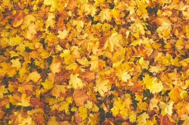 6 Pros and Cons of Mulching Leaves