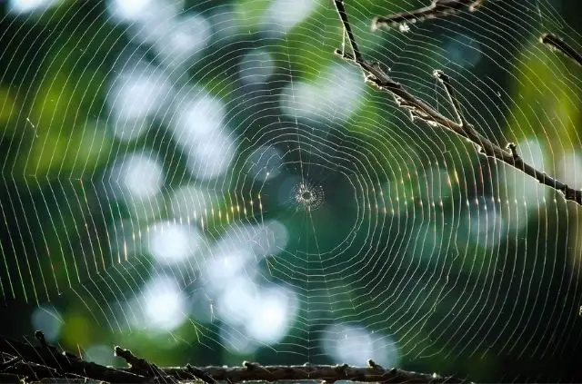 Will a Pressure Washer Remove Spider Webs?