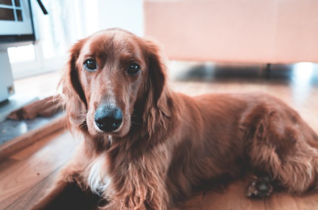 How to Protect Hardwood Floors From Dogs