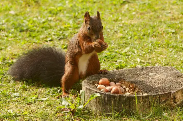 Do Squirrels Eat Grass Seed?