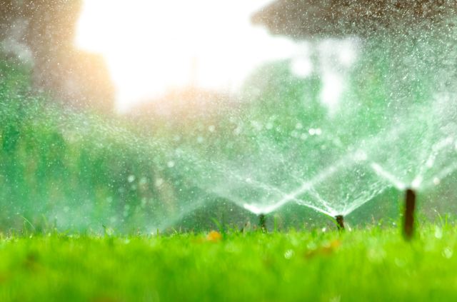 Does Watering Grass in the Sun Burn It?