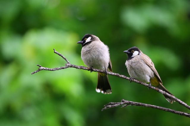 How to Protect Grass Seed from Birds