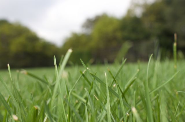 Can You Put Mulch Over Grass?