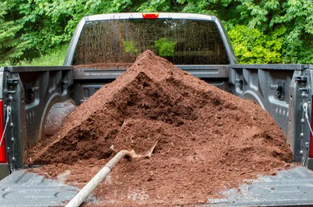 Does Mulch Attract Bugs & Insects?