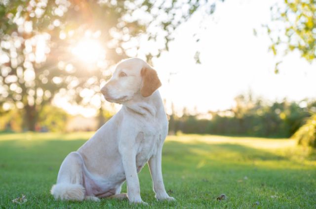 Growing Grass with Dogs Step by Step