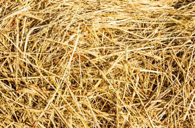 How Long Do You Leave Straw on Grass Seed?