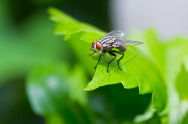 Why is My Lawn Full of Flies?