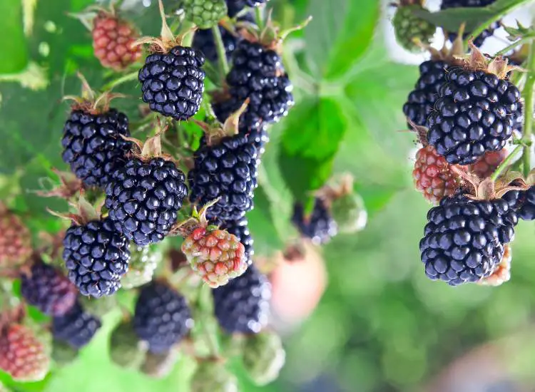 Best Mulch for Blackberries