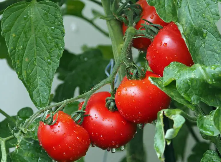Best Mulch for Tomatoes